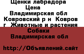 Щенки лабрадора › Цена ­ 15 - Владимирская обл., Ковровский р-н, Ковров г. Животные и растения » Собаки   . Владимирская обл.